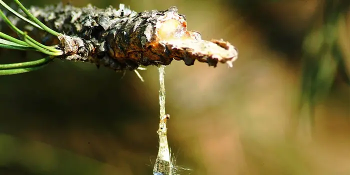 タバコの隠語の2個目がヤニ