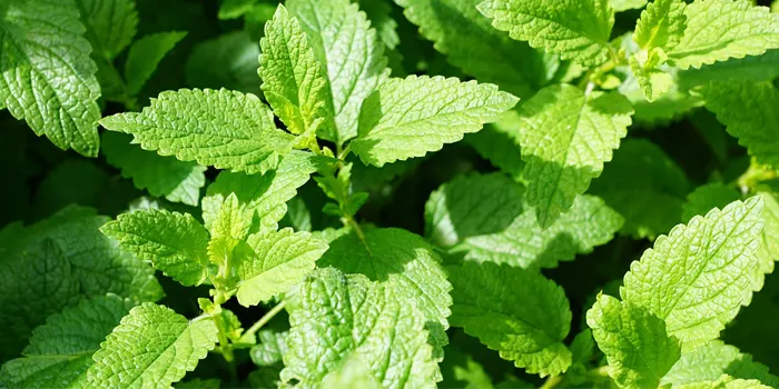 メンソールのイメージ画像