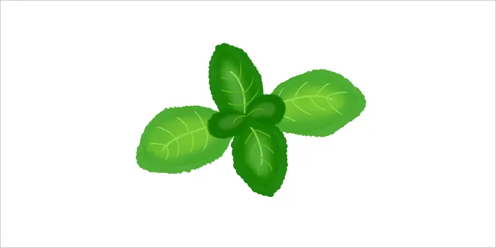 ミントのイラスト
