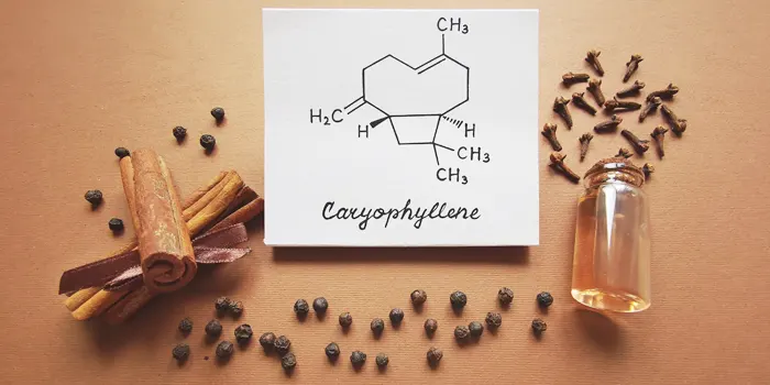 β-カリオフィレンはリスクが低い
