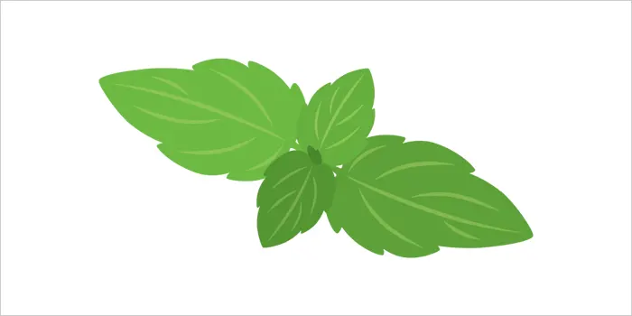 ミントのイラスト