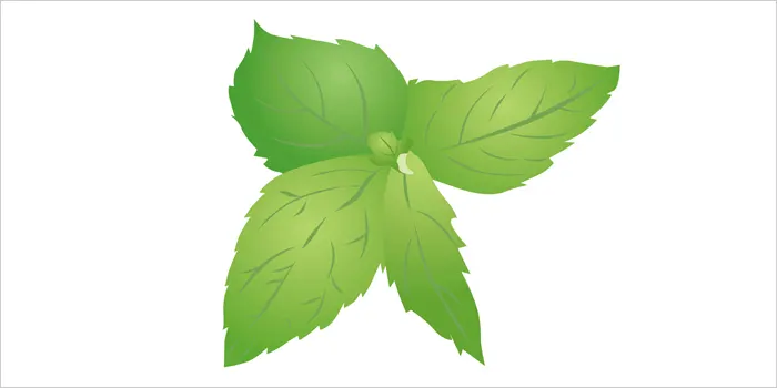 ミントのイラスト