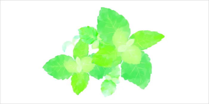 ミントのイラスト