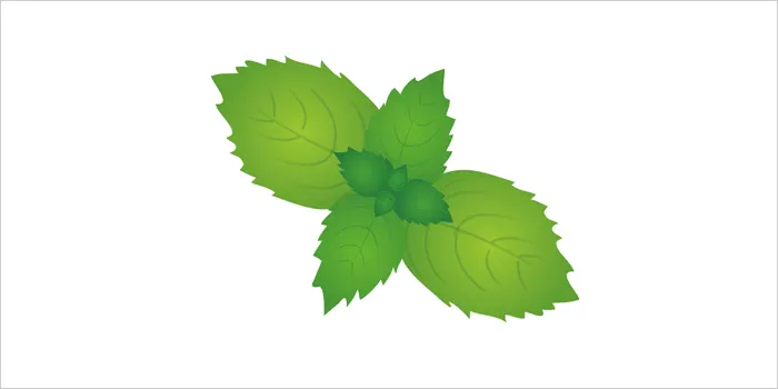 ミントのイラスト