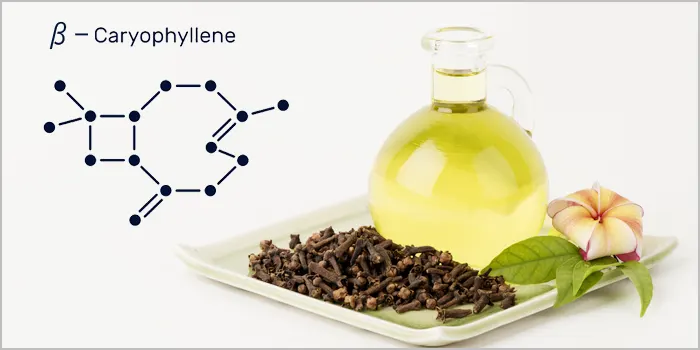 β-カリオフィレン