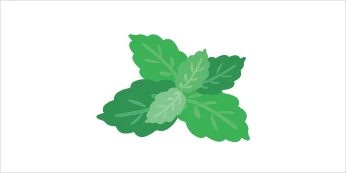 ミントのイラスト
